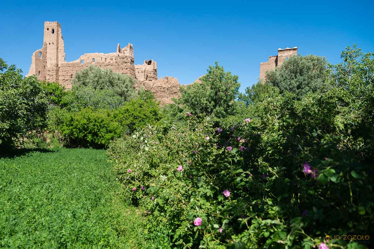 Damask roses field - Roses valley, Morocco