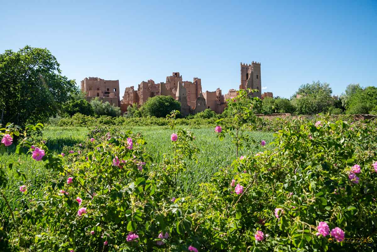 Roses fields - Roses valley, Morocco