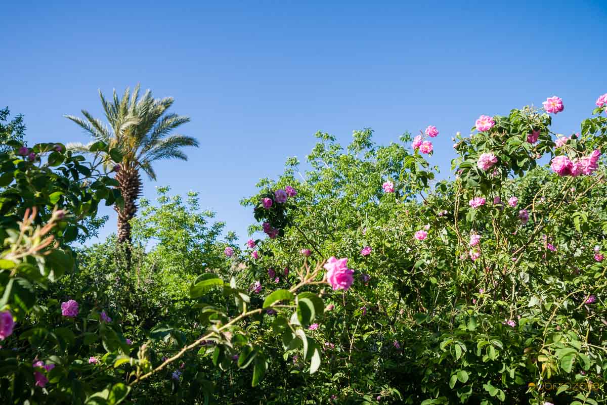 Roses fields - Roses valley, Morocco