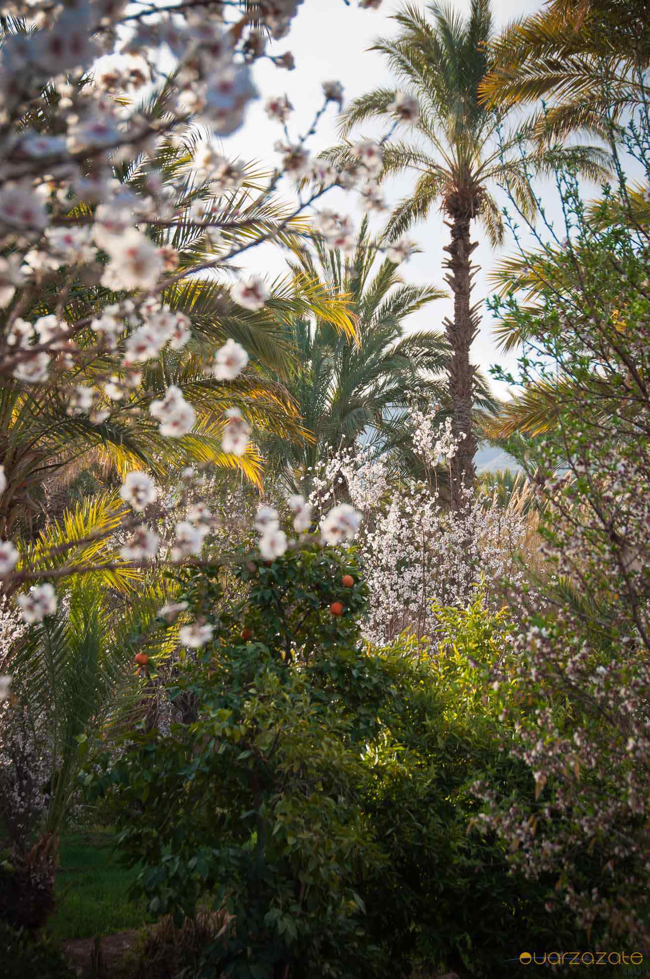 Palm trees - Draa valley